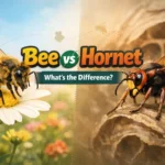 bee or hornet