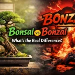 bonsai or bonzai
