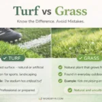 turf or grass